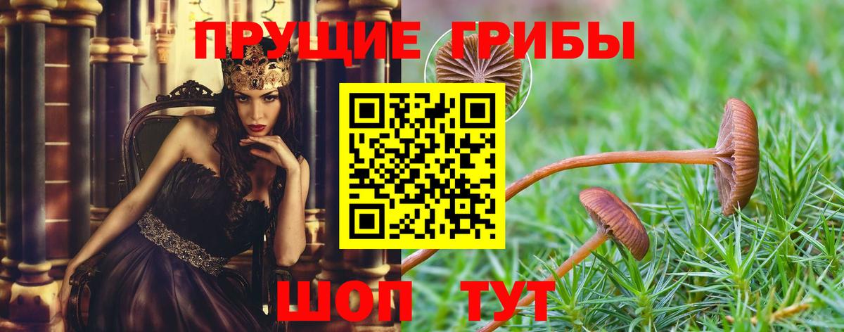 Кинель  Псилоцибиновые грибы Psilocybe  Вход с VPN 